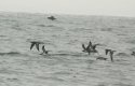 Manx Shearwater