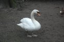 Mute Swan