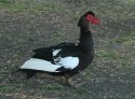 Muscovy Duck