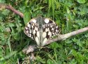 Marbled White