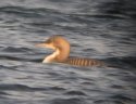 Pacific Diver