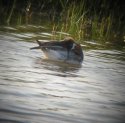 Red Necked Phalarope