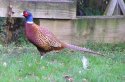 Pheasant