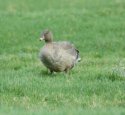 Pink Footed Goose