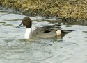 Pintail