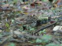 Pechora Pipit