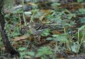 Pechora Pipit
