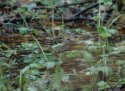 Pechora Pipit