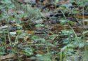 Pechora Pipit