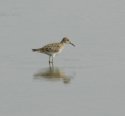 Pectoral Sandpiper