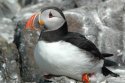Puffin
