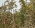 Radde's Warbler