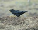 Raven