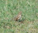 Redwing