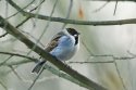 Reed Bunting