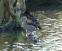 Ringed Teal