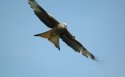 Red Kite