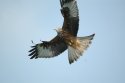 Red Kite
