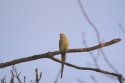 Ring Necked Parakeet