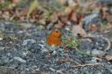 Robin