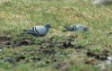 Rock Doves