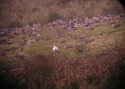 Ross's Goose