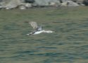 Red Throated Diver