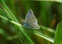 Small Blue