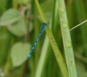 Southern Damselfly