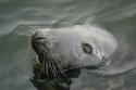 Grey Seal