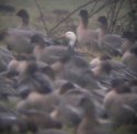 Blue Morph Snow Goose