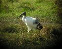 Sacred Ibis