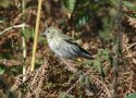 Siskin