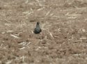 Long Tailed Skua