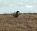 Great Skua