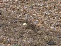 Snow Bunting