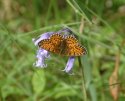 Small Pearl Bordered Fritillary