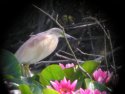 Squacco Heron