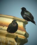 Hebridean Starling