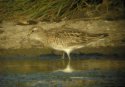 Sharp Tailed Sandpiper