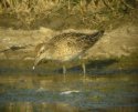 Sharp Tailed Sandpiper