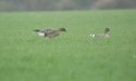 Tundra Bean Geese
