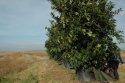 Cley Forest