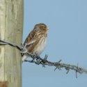 Twite