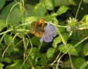 Wall Brown
