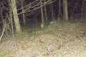 Wild Boar