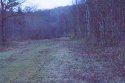 Wild Boar