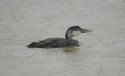 White Billed Diver in the rain