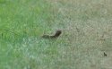 Weasel