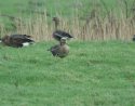 White Fronted Goose